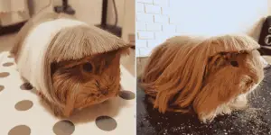 abyssinian guinea pigs need haircuts