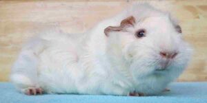 white Abyssinian guinea pigs