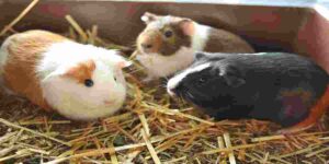 Abyssinian guinea pig colors