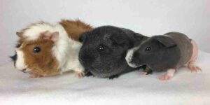 Abyssinian guinea pig size and weight