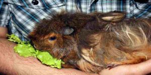 Abyssinian guinea pig life span