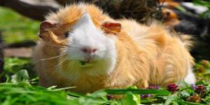 Abyssinian guinea pig personality