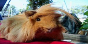 Do abyssinian guinea pigs shed