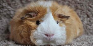How long do abyssinian guinea pigs live