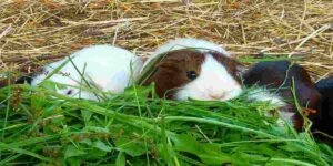 guinea pigs eat parsley