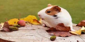 guinea pigs eat peaches