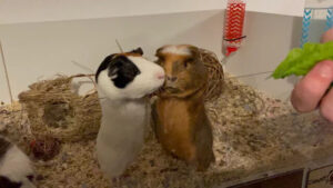 guinea pig so greedy