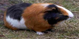 Guinea Pig is Pregnant