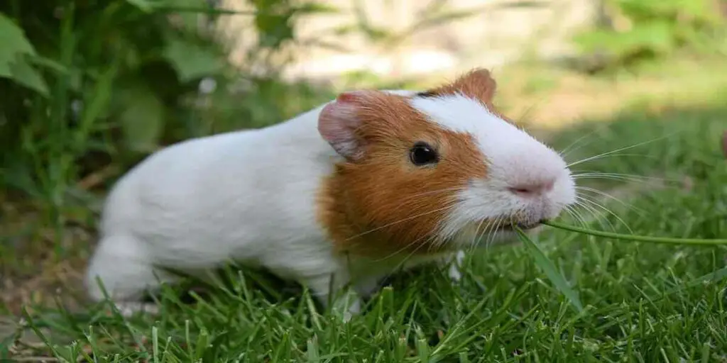 can guinea pigs eat tortilla chips