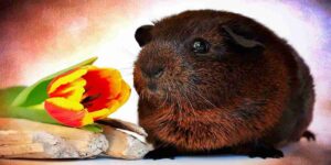 can guinea pigs eat tulips