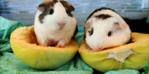 guinea pigs eat spaghetti squash