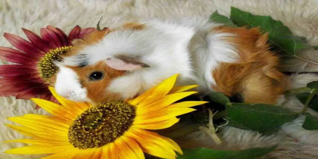 guinea pigs eat sunflower petals