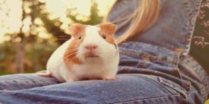 how to treat guinea pig cyst at home